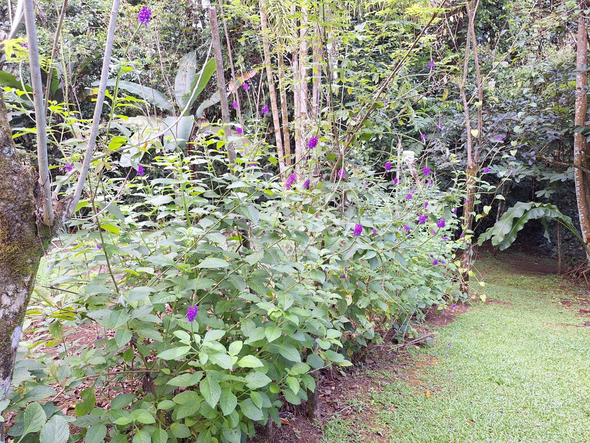 Guapote Lodge La Tigra  Pokoj fotografie