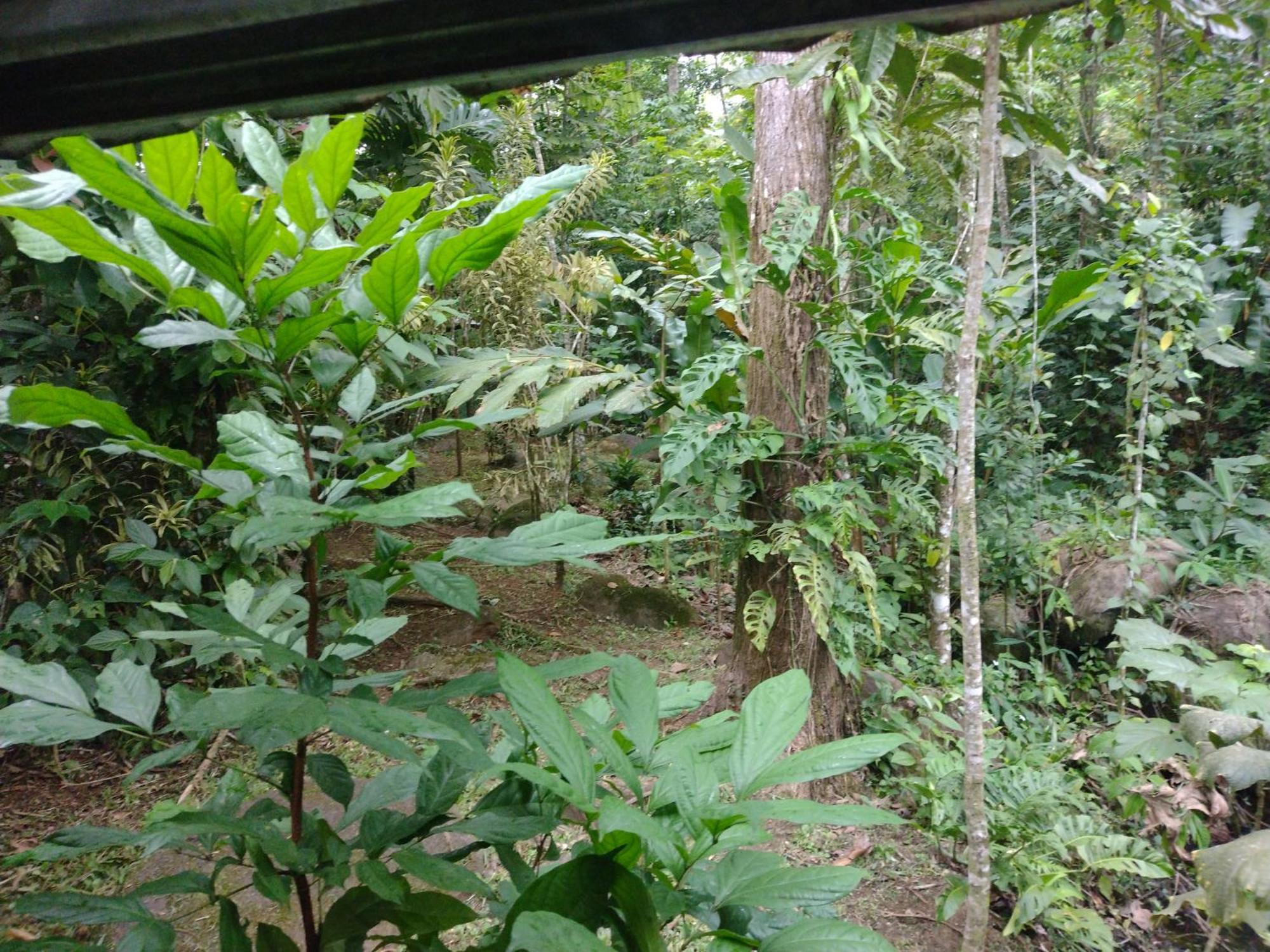 Guapote Lodge La Tigra  Pokoj fotografie